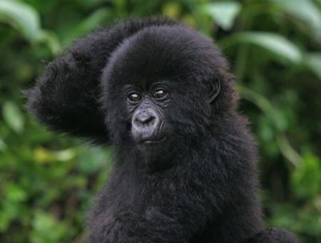 uganda-gorilla-safaris-1363022680 by uganda safari co