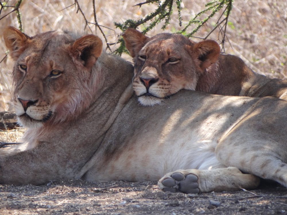 Wildlife Training Courses in South Africa, Botswana and Zimbabwe