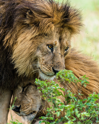 This image has an empty alt attribute; its file name is lions-angata-pic-.jpg